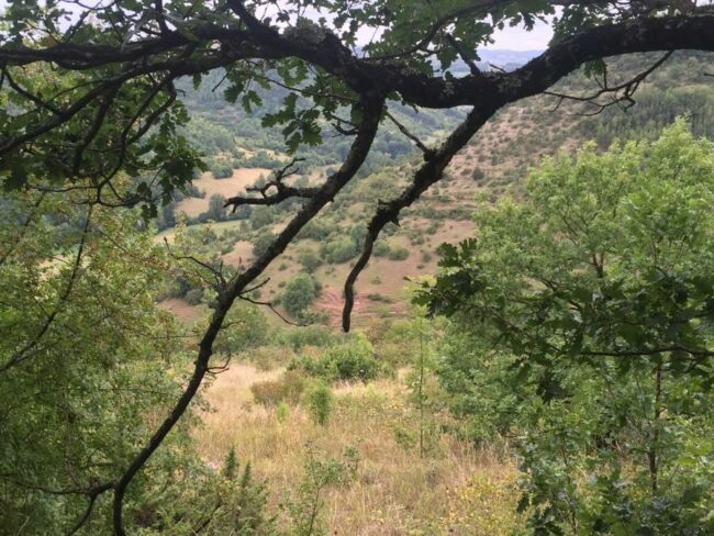 IMG_3790 (1) libérer son potentiel grâce au génogramme dans la thérapie des schémas