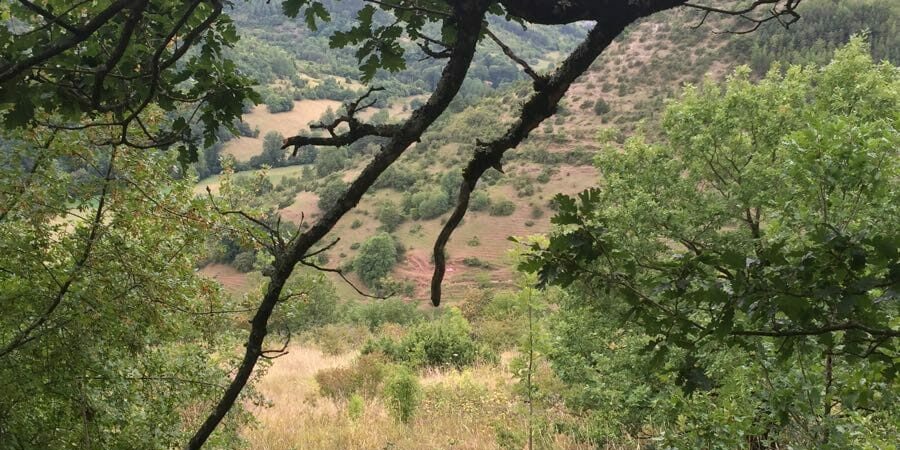 IMG_3790 (1) libérer son potentiel grâce au génogramme dans la thérapie des schémas