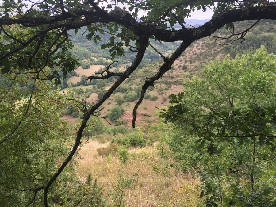 IMG_3790 (1) libérer son potentiel grâce au génogramme dans la thérapie des schémas